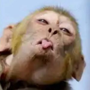 Meet your Posher, Harps